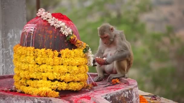 Scimmia Tempio Indiano — Video Stock