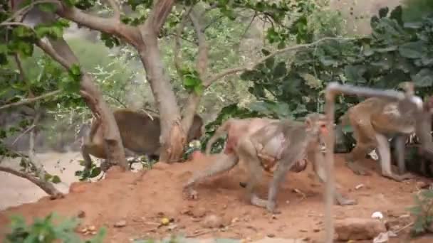 Monyet Kuil India — Stok Video