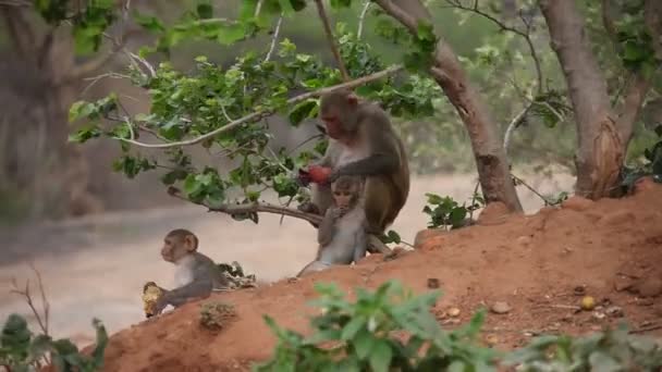 インド神殿の猿 — ストック動画
