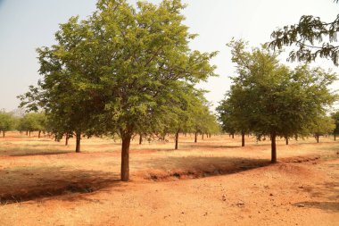 Ağaçlar Tarlası ve Hindistan Bahçesi