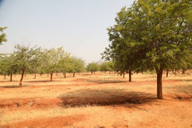Ağaçlar Tarlası ve Hindistan Bahçesi
