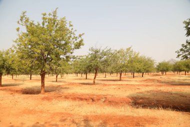 Ağaçlar Tarlası ve Hindistan Bahçesi