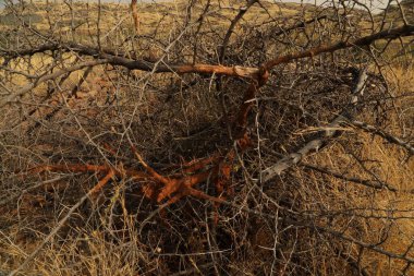 Makro sulu dikenler yakın çekim