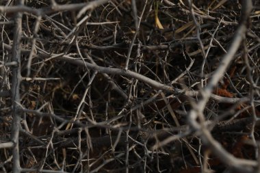 Makro sulu dikenler yakın çekim