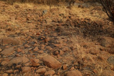 Makro sulu dikenler yakın çekim