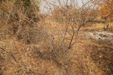 Makro sulu dikenler yakın çekim