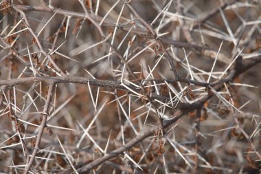 Makro sulu dikenler yakın çekim