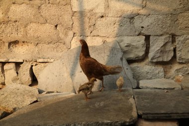 Hindistan Kırsal Evinde Tavuklar