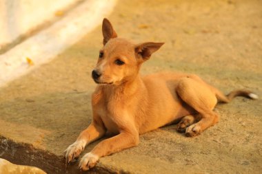 Evcil Köpek Evi 'ne yakın çekim