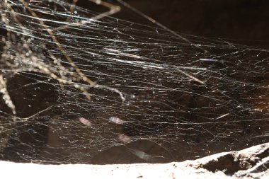 Mağarada Korkunç Örümcek Ağı