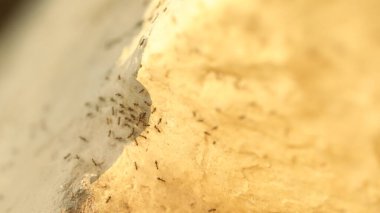 Kırmızı Karıncalar Macro çekimi