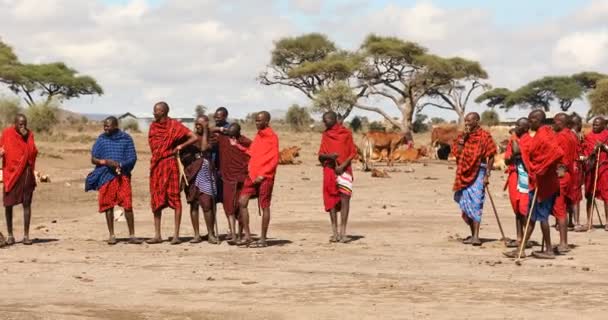 Масайские Племена Кении Марта 2024 Года — стоковое видео