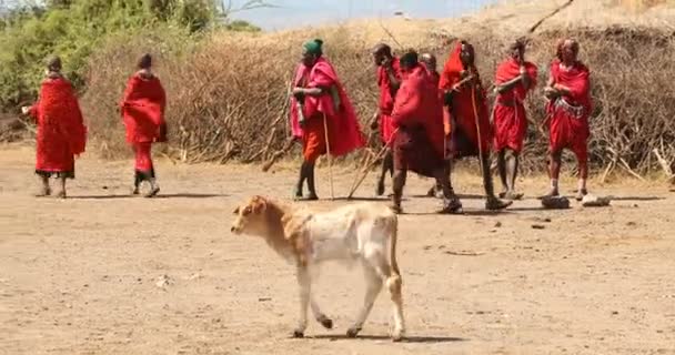 Tribus Masai Kenia África Marzo 2024 — Vídeo de stock