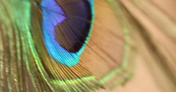 Peacock Feather Multicolored Macro Shot — Stock Video