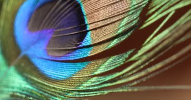 Tavuskuşu tüyü çok renkli makro çekim
