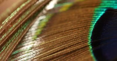 Tavuskuşu tüyü çok renkli makro çekim