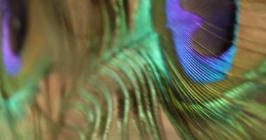 Tavuskuşu tüyü çok renkli makro çekim