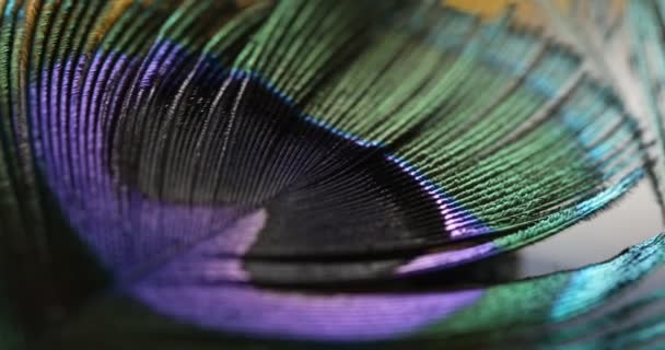 Peacock Peří Mnohobarevné Makro Shot — Stock video