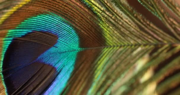 Peacock Feather Multicolored Macro Shot — Stock Video