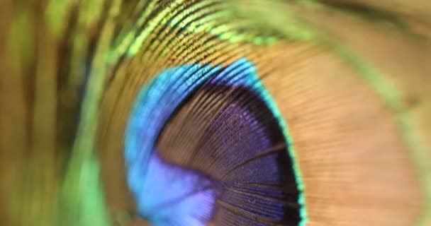 Peacock Veer Veelkleurige Macro Shot — Stockvideo