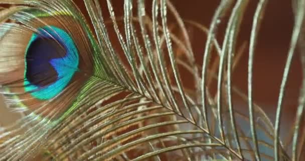 Peacock Veer Veelkleurige Macro Shot — Stockvideo
