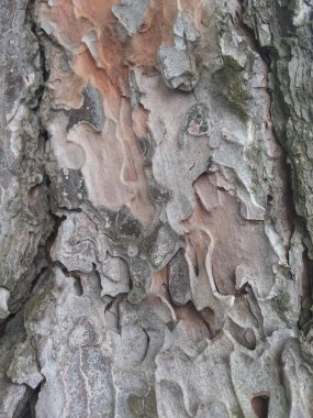 Ağaç Gövdesi deseni makro çekim