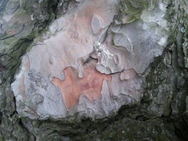 Ağaç Gövdesi deseni makro çekim