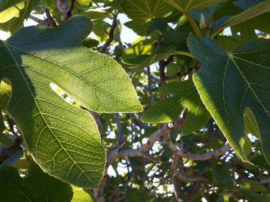 Indian Medicated Plant Leaf macro shot clipart