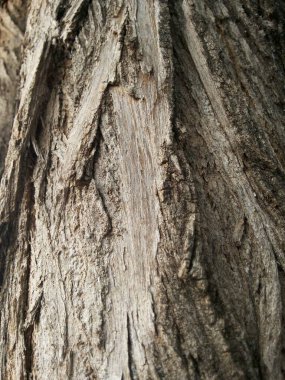 Ağaç Gövdesi deseni makro çekim