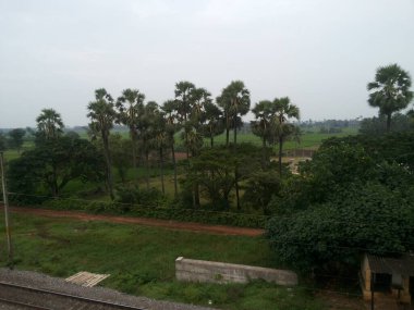 Doğadaki ağaç silueti