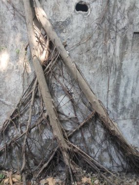 Hindistan 'daki Eski Bina duvarında Kökler