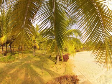 Coconut tree in fields Kerala India clipart