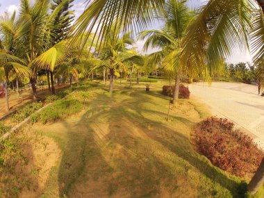 Kerala Hindistan 'da hindistan cevizi ağacı