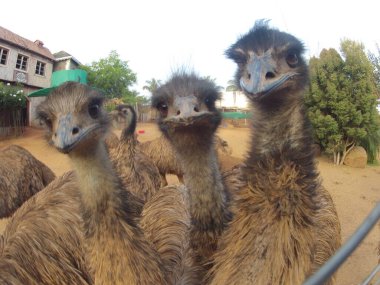 Hindistan 'da Emu Kuşu