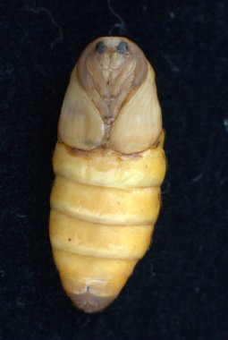 Hindistan 'ın İpek Solucanı Hyderabad Pupa' sı