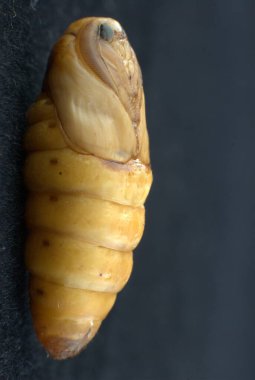 Hindistan 'ın İpek Solucanı Hyderabad Pupa' sı