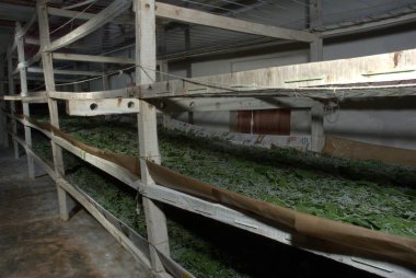 Dut yiyen İpek Solucanları Hyderabad Hindistan 'ı terk ediyor.