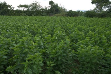 İpek Böceği Çiftliği yaprakları