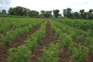 İpek Dut Çiftliği Haydarabad 'dan Ayrıldı