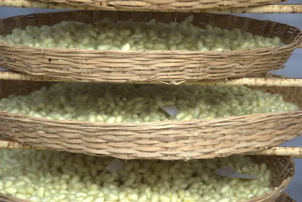 stock image process of cocoons in silk foarm