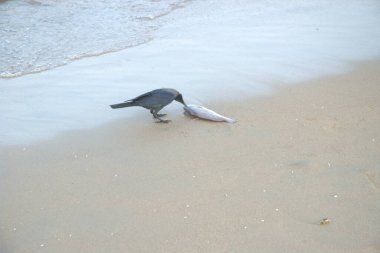 Vizag Hindistan 'da balık.