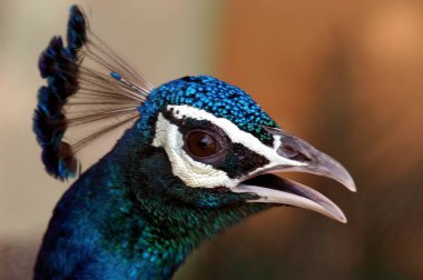 Bir tavus kuşuna yaklaş