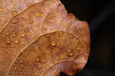 Hint Badem Yaprağına Su Damlaları