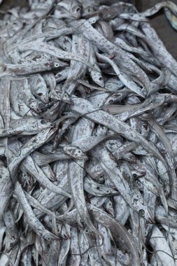 Teknedeki Ölü Balıklar