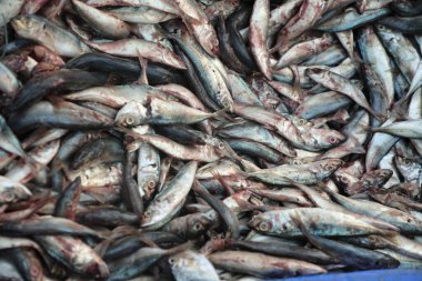 Teknedeki Ölü Balıklar