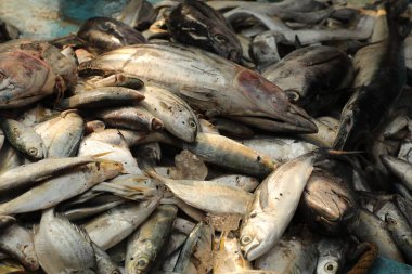 Teknedeki Ölü Balıklar