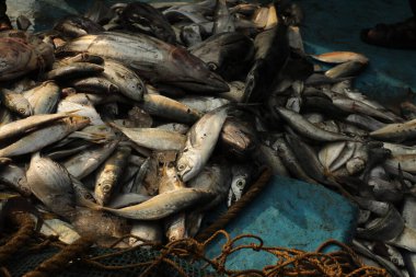 Teknedeki Ölü Balıklar