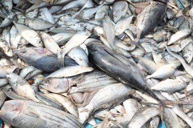 Teknedeki Ölü Balıklar