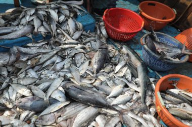Teknedeki Ölü Balıklar