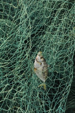 Balık Ağı 'ndaki Ölü Balık